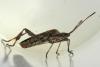 Leptoglossus occidentalis